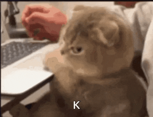 Cat Annoyed Cat GIF