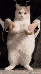 Cat GIF