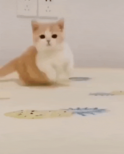 Cat Arrive Kitten GIF