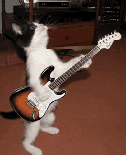 Cat As Ryan Follese Guitarist Of Hot Chelle Rae GIF