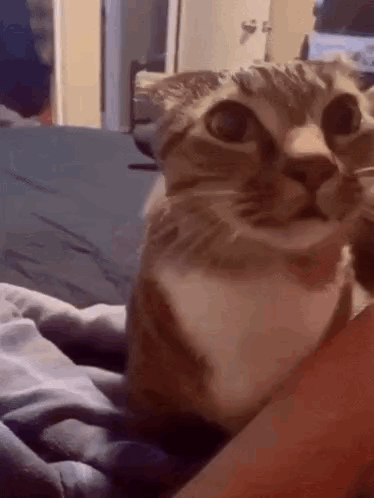 Cat Ask Asking GIF