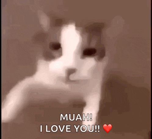 Cat GIF