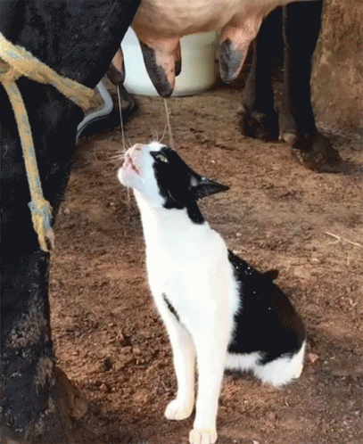 Cat At The Milk Bar Cat Drinking Cows Milk GIF. This 407 x 498 animated GIF is part of our cow milk collection. Created by ArPharazon. View the original…