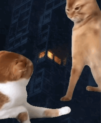 Cat Attack Attitude GIF
