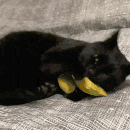 Cat Attack Cat Bite GIF