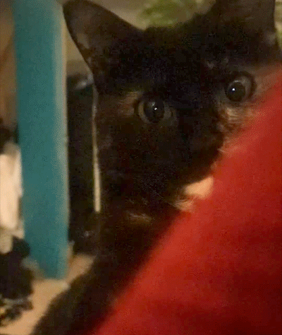 Cat Attack Cat You Died GIF