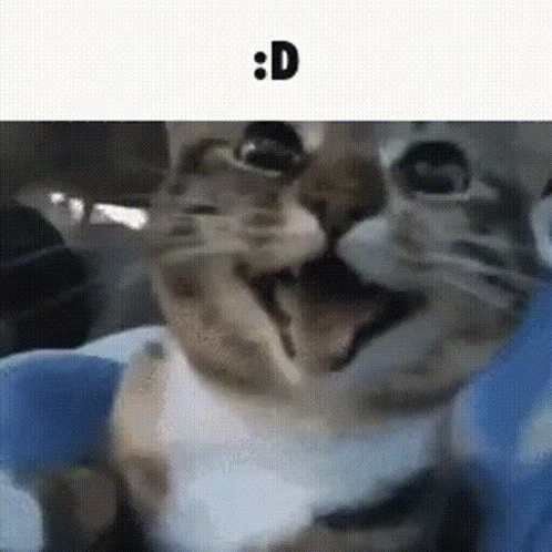 Cat GIF