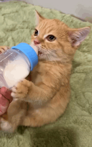 Cat Baby Bottle GIF. This 312 x 498 animated GIF is part of our cow milk collection. Related themes include cat, cute cat. Created by suivoltisilvani. View…