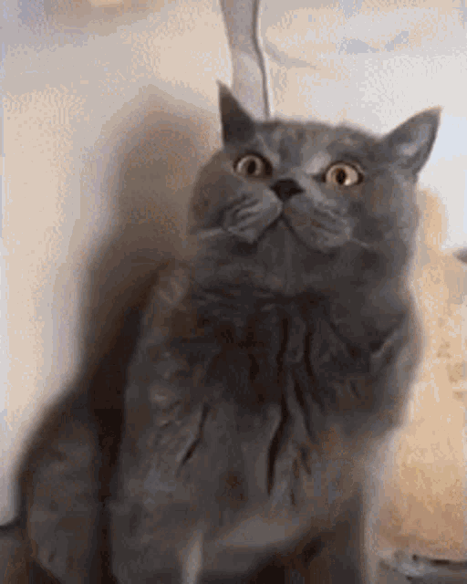 Cat Bag GIF