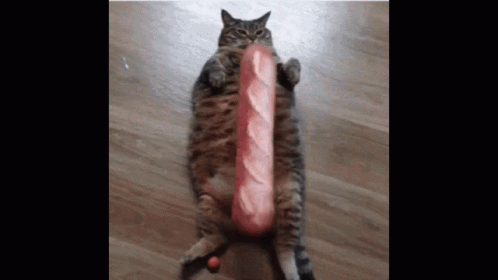 Cat Baguette GIF