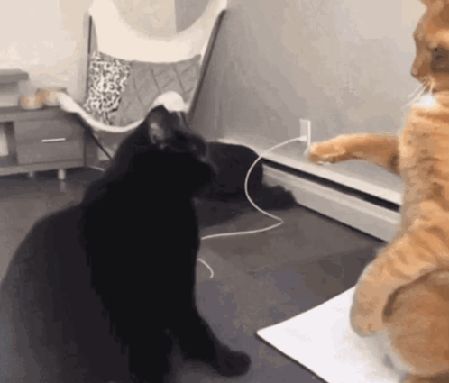 Cat Bap GIF