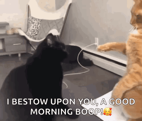 Cat Bap GIF