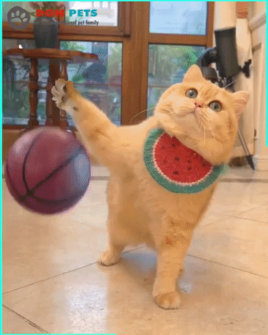 Cat Basketball GIF