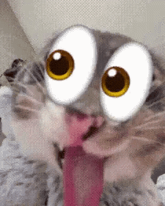 Cat Big Eyes Cat GIF