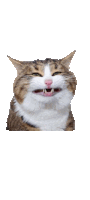 Cat Billi Sticker