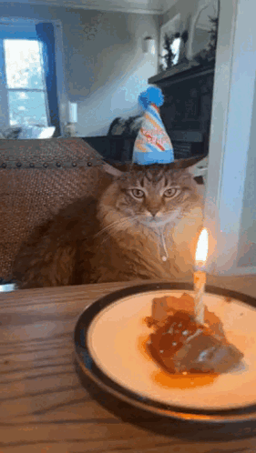 Cat Birthday Birthday Cat GIF