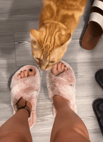 Cat Bite Leg Gato Bocao GIF