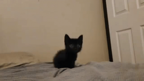 Cat Black Cat GIF