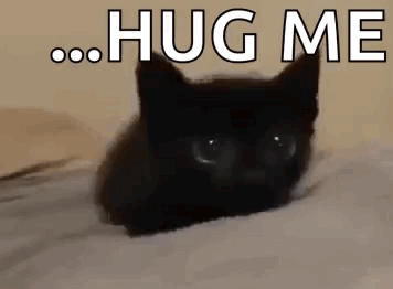 Cat Black Cat GIF