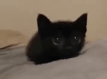 Cat Black Cat GIF
