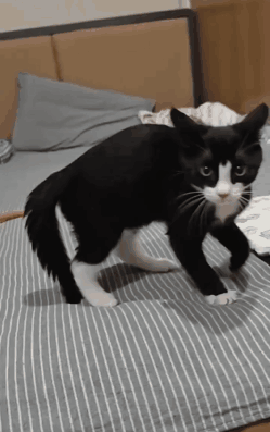 Cat Black GIF