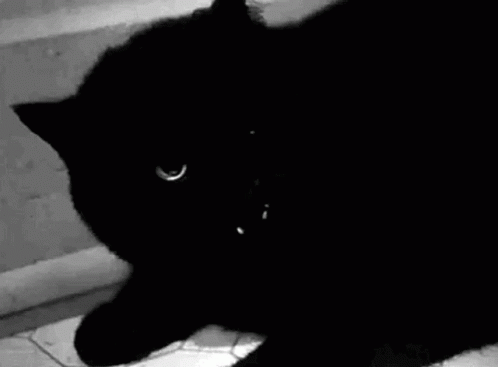 Cat Black GIF