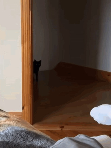 Cat Black GIF