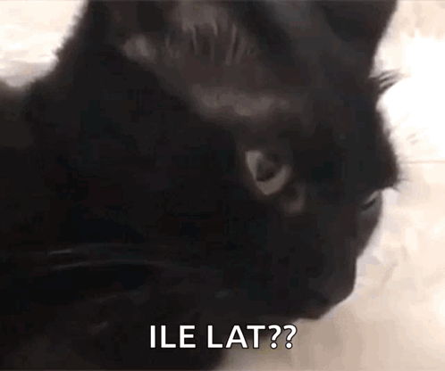 Cat Blep Cat Tongue GIF