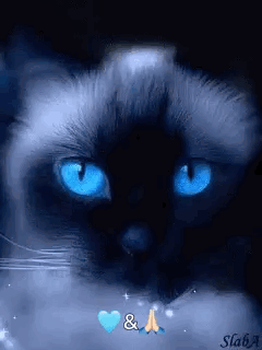 Cat Blinking Blue Eyes GIF. This 240 x 320 animated GIF is part of our lady and the tramp siamese cats collection. Created by Terri35790. View the original…