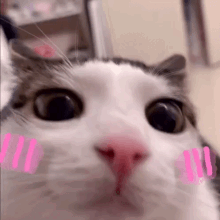 Cat Blush GIF