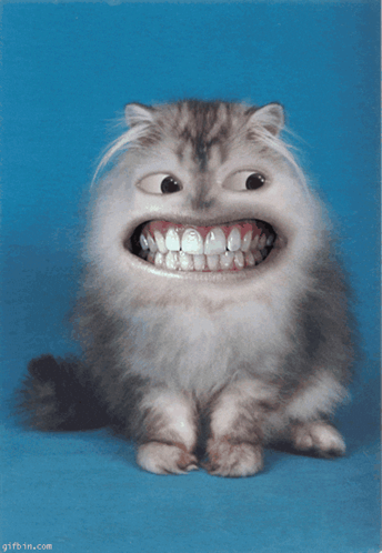 Cat GIF