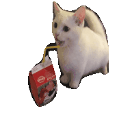 Cat Bouncy Sticker