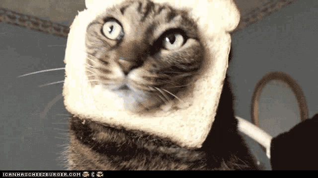 Cat Bread GIF