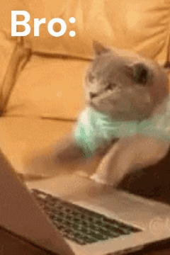 Cat Bro GIF
