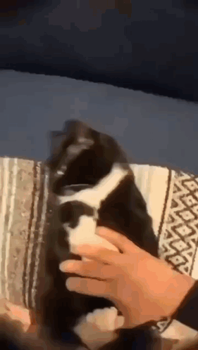 Cat Burrito Catrrito GIF