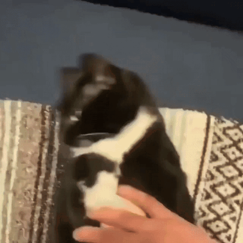 Cat Burrito GIF
