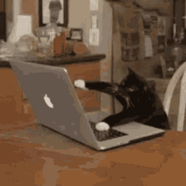 Cat Busy GIF