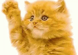 Cat Bye GIF