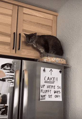 Cat Cake GIF. This 344 x 498 animated GIF is part of our geburtstag katzen collection. Related themes include cake, cat. Created by soransmart. View the…