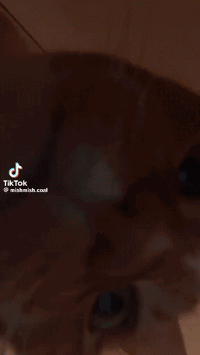 Cat Camera Flip GIF