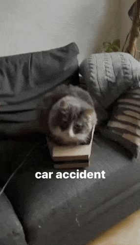 Cat Car Accident GIF