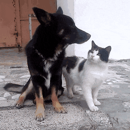 Cat Cat And Dog GIF