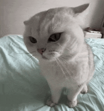 Cat Cat Bonk GIF