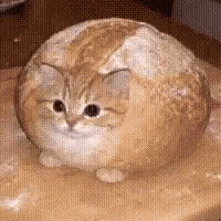 Cat Cat Bread GIF
