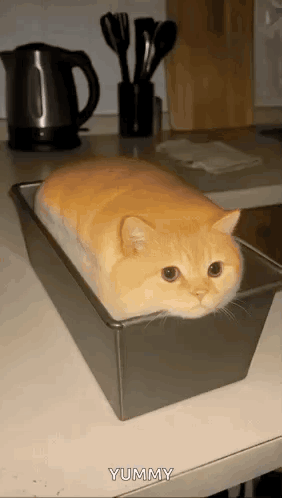 Cat Cat Bread GIF
