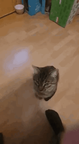 Cat Cat Forehead GIF