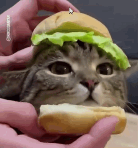 Cat Cat Hamburger Bread Lettuce GIF