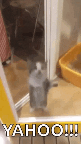 Cat Cat Jumping GIF