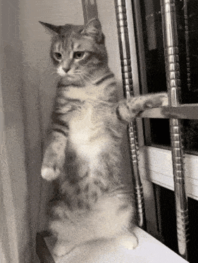 Cat Cat Love GIF