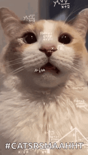 Cat Cat Math GIF